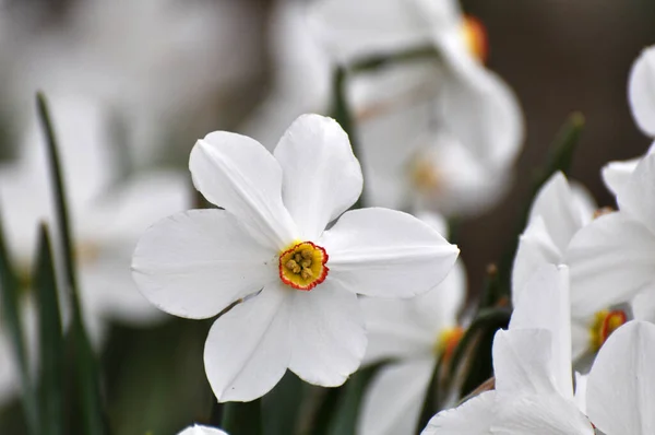 Primavera Los Narcisos Florecen Macizo Flores — Foto de Stock