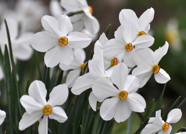 Primavera Los Narcisos Florecen Macizo Flores — Foto de Stock