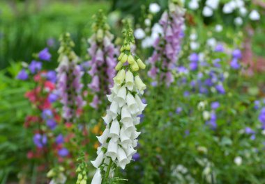Yüksükotu (Digitalis) bir yaz bahçesinde çiçek açar.