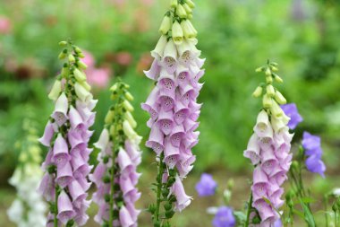 Yüksükotu (Digitalis) bir yaz bahçesinde çiçek açar.