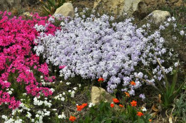İlkbaharda, feniks subulata çiçek açar.