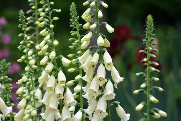 Foxhandske Digitalis Blommar Rabatt Sommarträdgård — Stockfoto