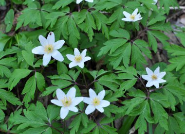 Ormanın vahşi yaşamında erken bahar çiçekleri. İlkbahar bitkisi Anemone nemorosa.