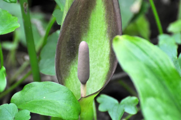 Arum Besserianum Primavera Florece Naturaleza Bosque — Foto de Stock