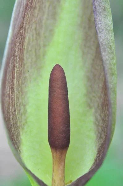Arum Besserianum Primavera Fiorisce Natura Nella Foresta — Foto Stock