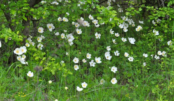 Frühling Freier Natur Wald Blüht Anemone Sylvestris — Stockfoto