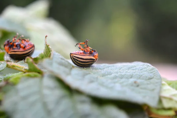 Destroyed Colorado potato beetle on a green potato leaf