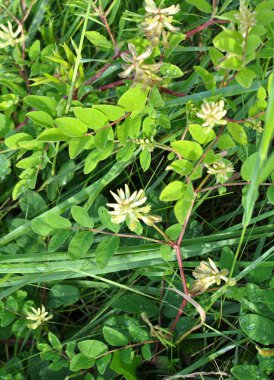 Astragalus (Astragalus glisiphyllos) vahşi doğada yetişir.