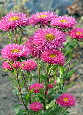 Bahçede çiçek tarhında çiçek açıyor.