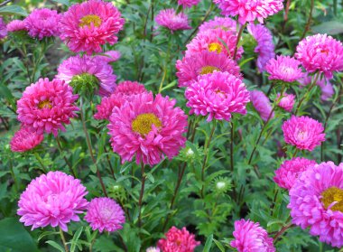 Bahçede çiçek tarhında çiçek açıyor.