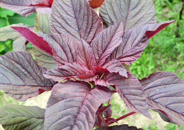 Amaranth yazın bahçede yetişir.