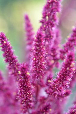 Amaranth yazın bahçede yetişir.