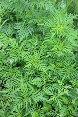 Yazın, yabani otlar (Ambrosia artemisiifolia) doğada yetişir.