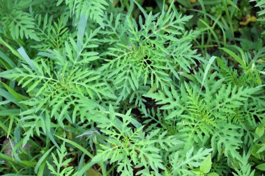 Yazın, yabani otlar (Ambrosia artemisiifolia) doğada yetişir.