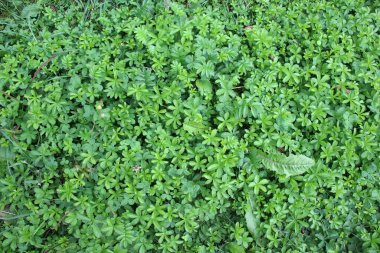 Sürünen sinquefoil (Potentilla reptans) vahşi doğada yetişir