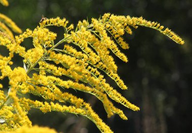 Solidago canadensis yazın sonlarında vahşi bir şekilde çiçek açar.