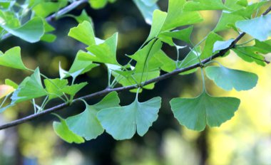 Dalları ve yaprakları olan Ginkgo biloba ağacı