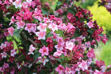 Bahçede beyaz ve pembe çiçekli Weigela çiçek açar.