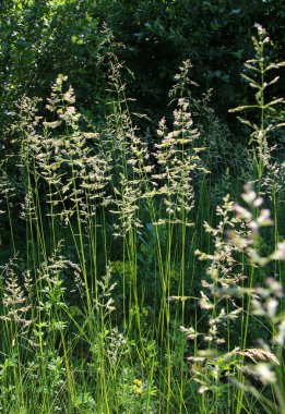 Çayırlarda, yabani otların arasında Poa büyüyor..