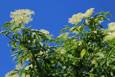Siyah mürver (Sambucus nigra) baharda doğada çiçek açar