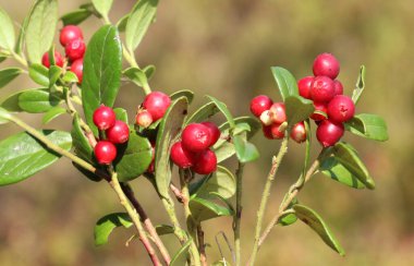 Lingonberries (Aşı vitis-idaea) doğadaki çalıların üzerinde olgunlaşır.