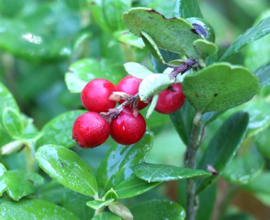 Lingonberries (Aşı vitis-idaea) doğadaki çalıların üzerinde olgunlaşır.