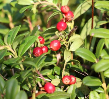 Lingonberries (Aşı vitis-idaea) doğadaki çalıların üzerinde olgunlaşır.