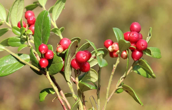 Lingonberries (Aşı vitis-idaea) doğadaki çalıların üzerinde olgunlaşır.