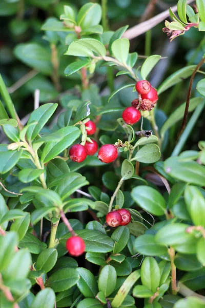 Lingonberries (Aşı vitis-idaea) doğadaki çalıların üzerinde olgunlaşır.