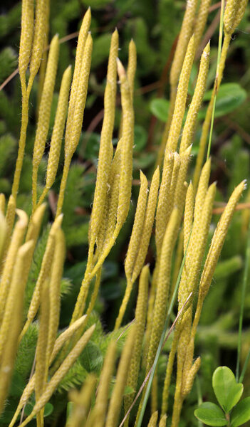 The shade-tolerant plant Lycopodium clavatum grows in the wild
