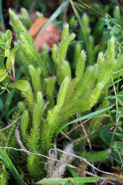 The shade-tolerant plant Lycopodium clavatum grows in the wild