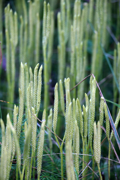 The shade-tolerant plant Lycopodium clavatum grows in the wild
