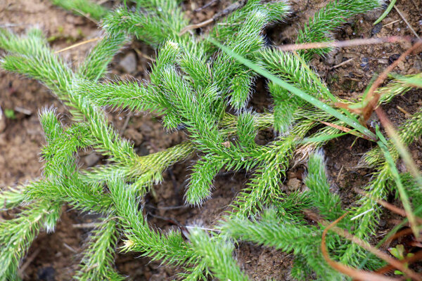 The shade-tolerant plant Lycopodium clavatum grows in the wild