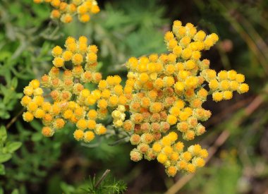 Yazın vahşi doğada, Helichrysum arenariu çiçek açar.