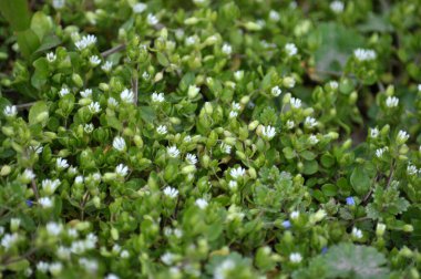 İlkbaharda Stellaria medyası doğada büyüyor.