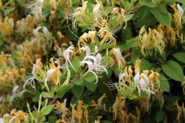 Suda bir hanımeli çalısı (Lonicera) çiçek açıyor.