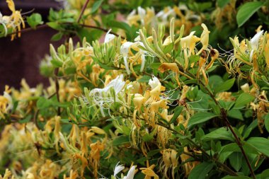 Suda bir hanımeli çalısı (Lonicera) çiçek açıyor.