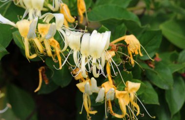 Suda bir hanımeli çalısı (Lonicera) çiçek açıyor.