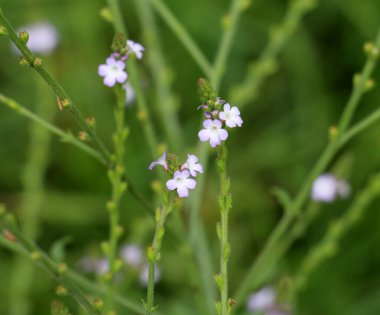 İlaç bitkisi Verbena officinalis vahşi doğada yetişir.