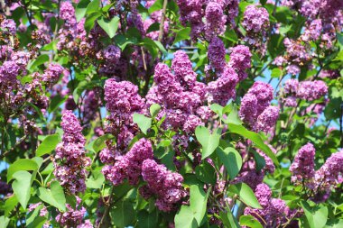 Mayıs 'ta, gardda leylak çiçek açar.