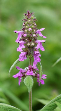 Stachys Palustris yabani otların arasında büyür.