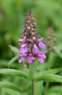 Stachys Palustris yabani otların arasında büyür.