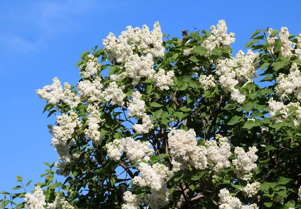Mayıs 'ta, gardda leylak çiçek açar.