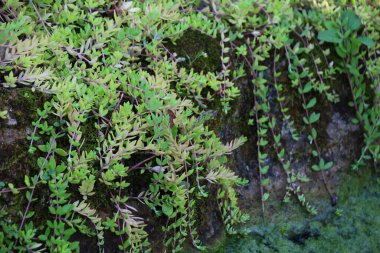 Yer örtüsü Sedum sarmentosum peyzaj tasarımında kullanılır.