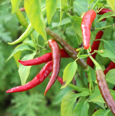Sıcak kırmızı biber kabukları açık zemindeki bir bitkide yetişir.