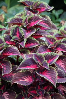 Narin tropikal bitki Coleus çiçek yataklarını süslemek için kullanılır..