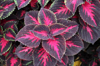 Narin tropikal bitki Coleus çiçek yataklarını süslemek için kullanılır..