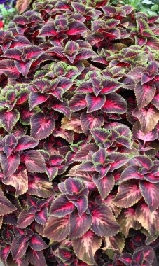 Narin tropikal bitki Coleus çiçek yataklarını süslemek için kullanılır..