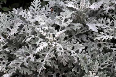 Süslü bir bitki olarak, bahçelerde Cineraria maritima yetişir..