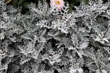 Süslü bir bitki olarak, bahçelerde Cineraria maritima yetişir..